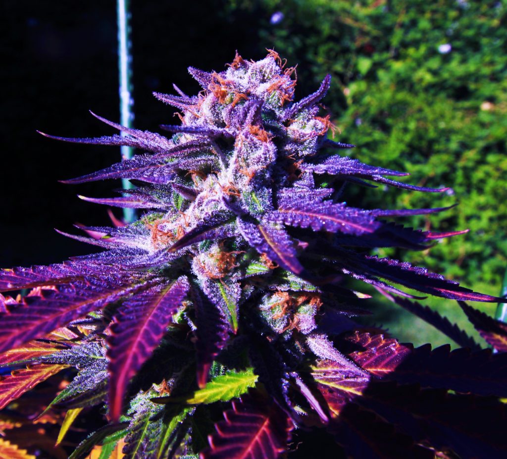 Science of Color in Cannabis - blue dragon