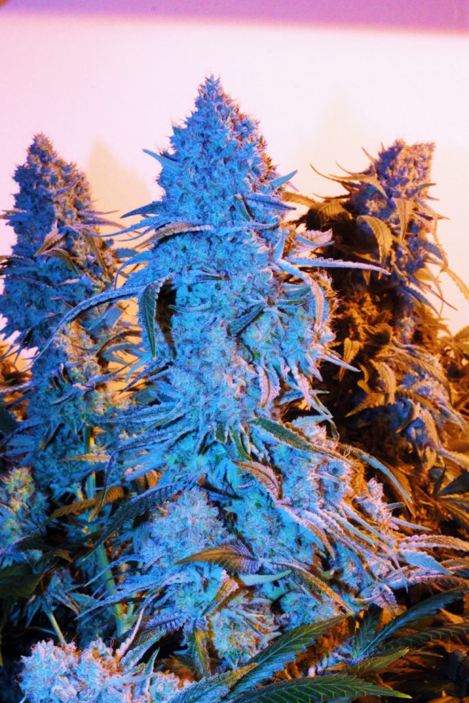 Science of Color in Cannabis - blue dream