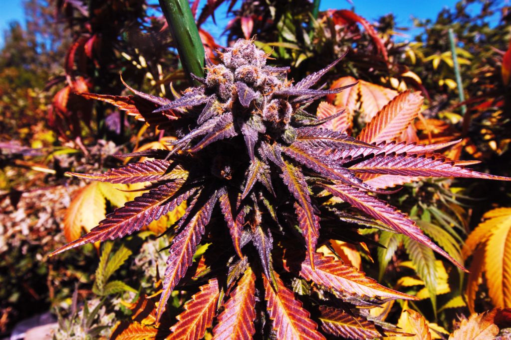 Science of Color in Cannabis - purple diesel