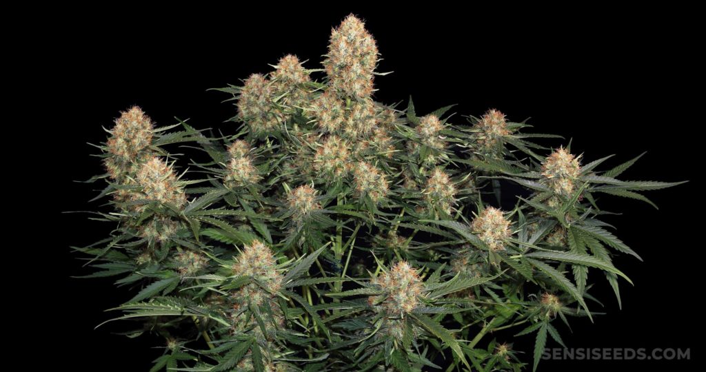 Skunk No. 1 plant