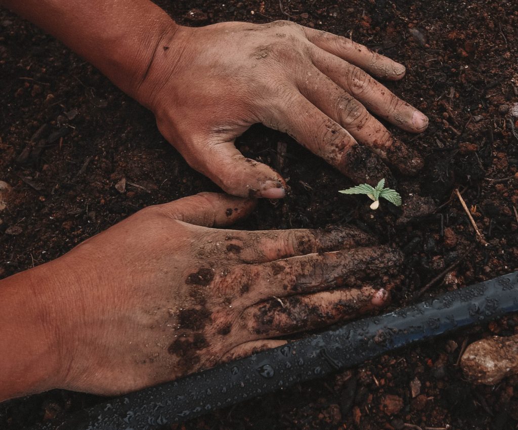 Grow your own cannabis at home