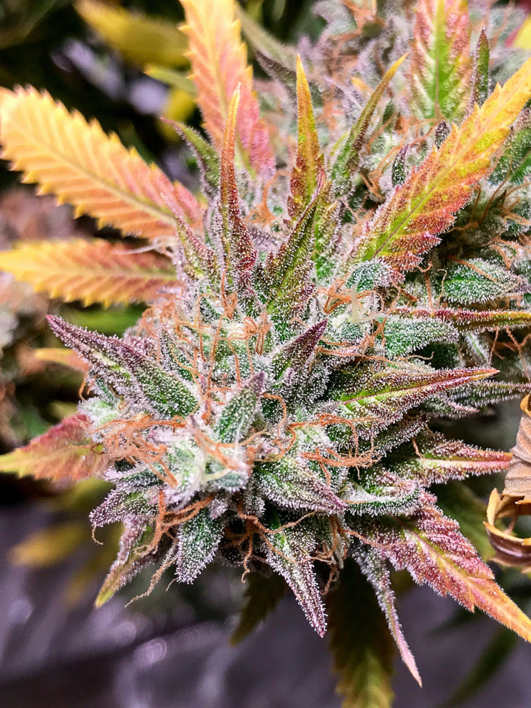 Tips for a Terpy Homegrow - you can grow your own sparkly nugs