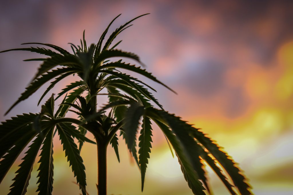 Hemp vs Cannabis - a hemp plant silouhette