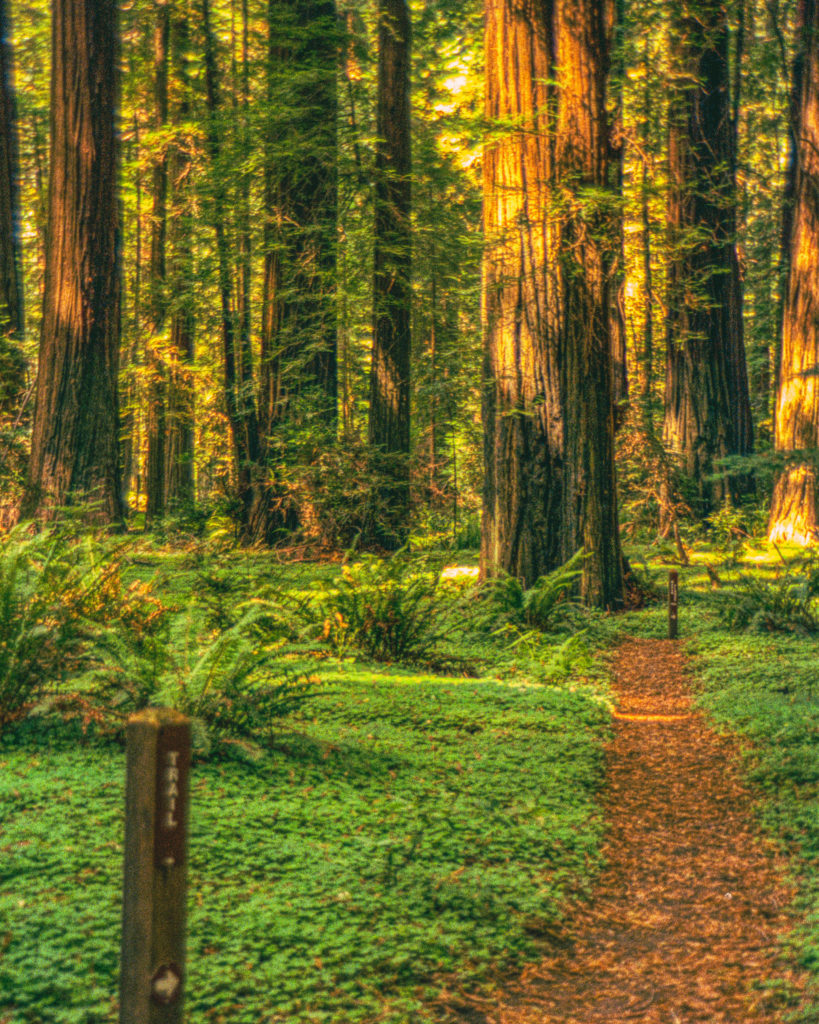 A path into the Redwoods