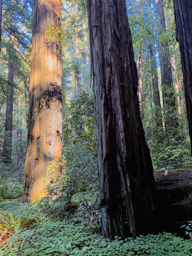 Redwoods at Armstrong Woods