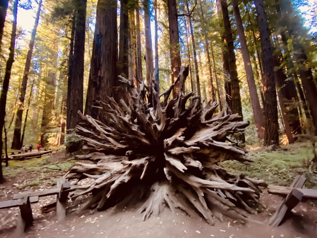 Redwood root burl at Armstrong Redwoods