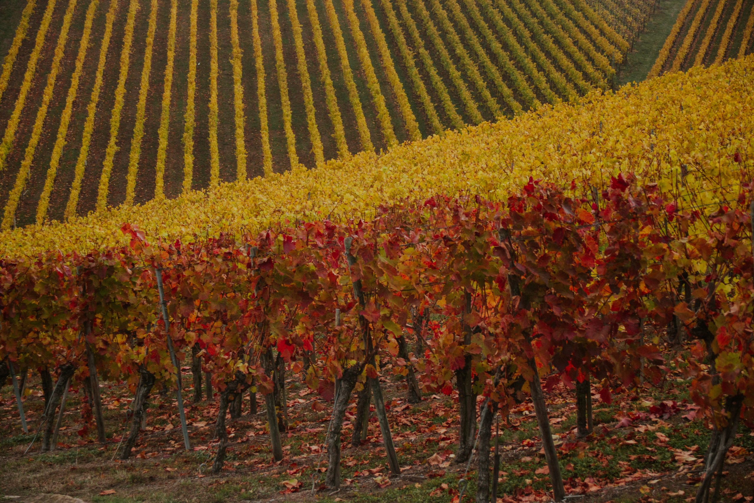 Sonoma County's Top 3 Vineyards to See Autumn Colors for Free