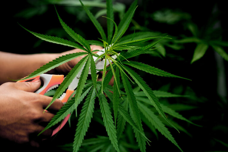 Sativa vs Indica vs Hybrid